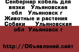 Сенбернар кобель для вязки - Ульяновская обл., Ульяновск г. Животные и растения » Собаки   . Ульяновская обл.,Ульяновск г.